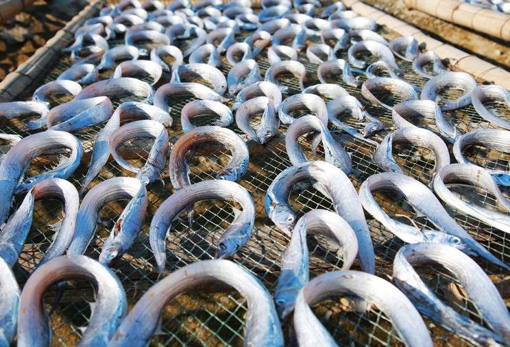 寻味吕四带鱼什么时候最肥美就是现在