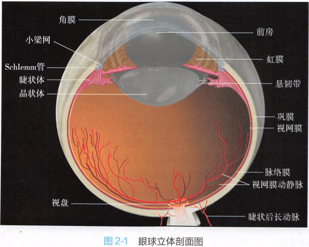 裂隙灯是什么带你了解眼科最常用的检查设备——裂隙灯_https://www.jmylbn.com_新闻资讯_第3张