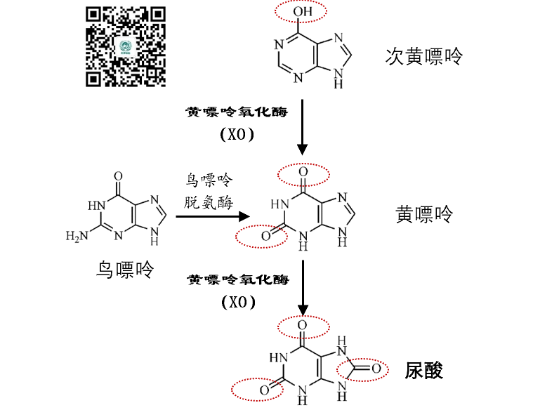 别嘌醇基因图片