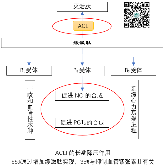 除幹咳和血管性水腫外，「普利」和「沙坦」類降壓藥的差別有多大？！ 健康 第3張