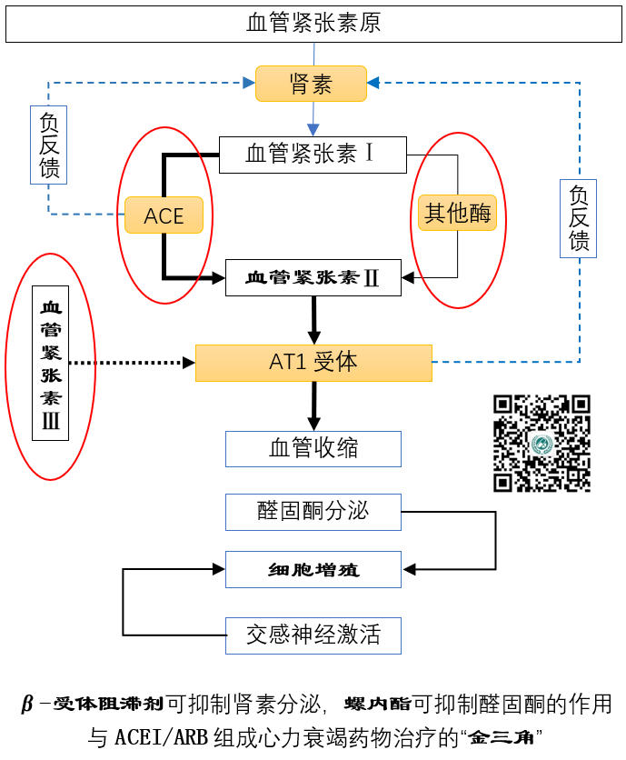 除幹咳和血管性水腫外，「普利」和「沙坦」類降壓藥的差別有多大？！ 健康 第2張