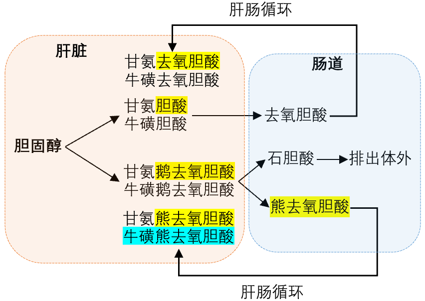 甘氨胆酸,牛磺胆酸,甘氨熊去氧胆酸,牛磺熊去氧胆酸等结合型胆汁酸是