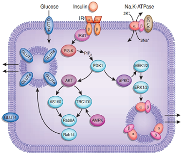 为什么要用推注泵临床基础知识系列（1）-高钾血症的碎碎念_https://www.jmylbn.com_新闻资讯_第12张