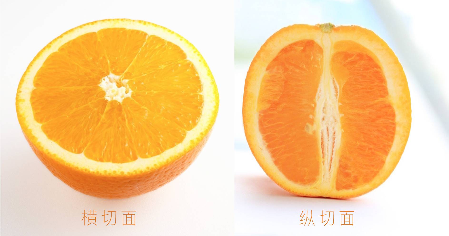 橘子横切面结构图图片