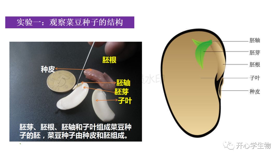 种子的结构 开心学生物 微信公众号文章阅读 Wemp