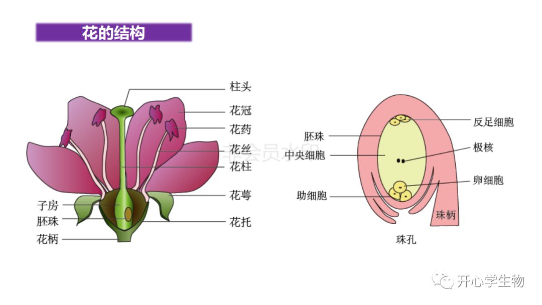 开花和结果 开心学生物 微信公众号文章阅读 Wemp