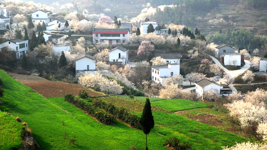 文化中国行 | 乡愁里的樱桃沟