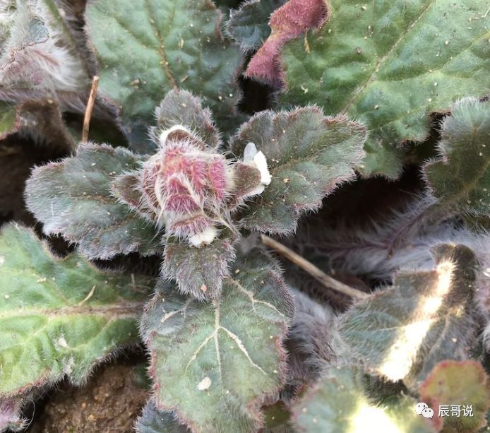 山坡上的野草 人称 天然止血剂 以前拿来喂猪 今一斤35元 辰哥说 微信公众号文章阅读 Wemp