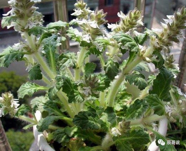 山坡上的野草 人称 天然止血剂 以前拿来喂猪 今一斤35元 辰哥说 微信公众号文章阅读 Wemp