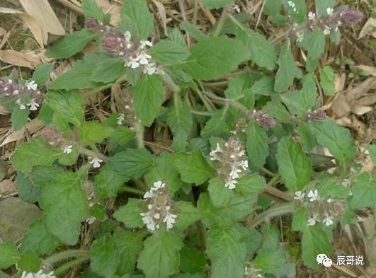 山坡上的野草 人称 天然止血剂 以前拿来喂猪 今一斤35元 辰哥说 微信公众号文章阅读 Wemp