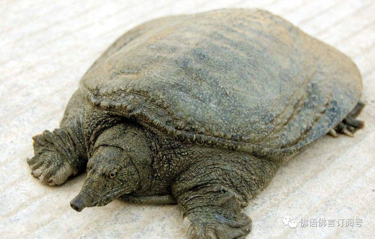 309杀生甲鱼的果报甲鱼寻仇视死如归