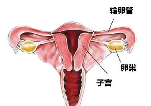 別瞎做 ！ 這些最坑中國女人的「產後保養」項目，白花錢還可能對身體有害！ 親子 第8張