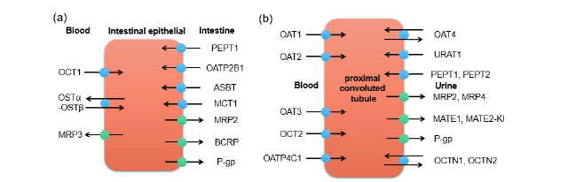 先导化合物结构优化策略 (八）药物转运体及其相关药物设计策略 第2张