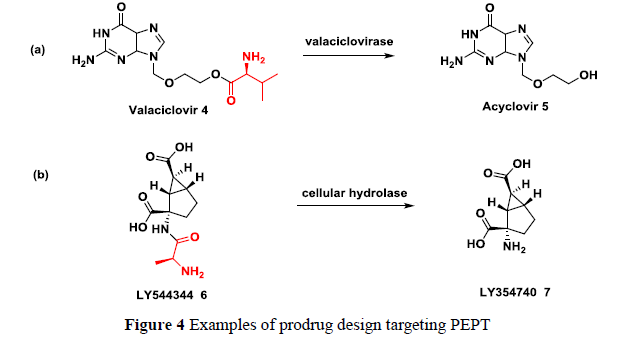 先导化合物结构优化策略 (八）药物转运体及其相关药物设计策略 第4张