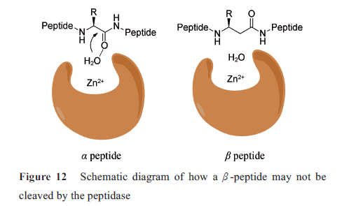 先导化合物结构优化策略(七）肽类分子结构修饰与改造 第12张