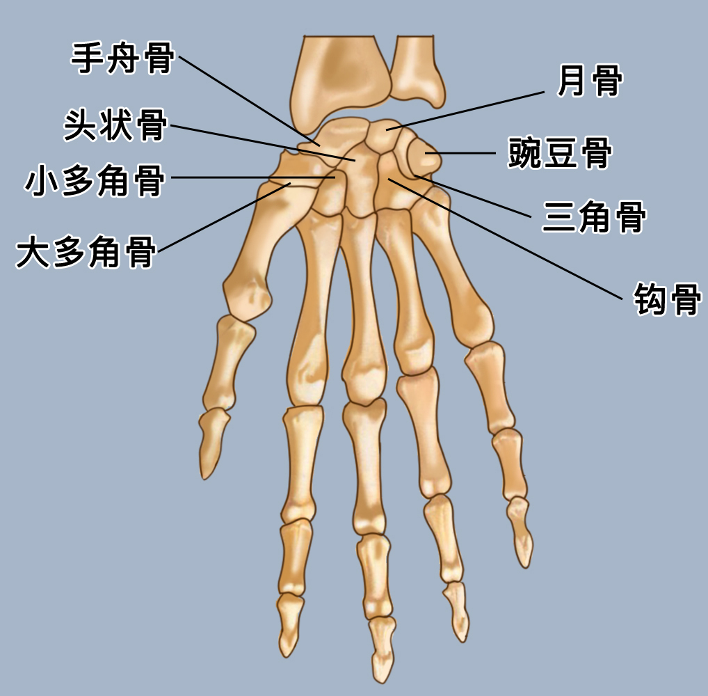 日角骨图片