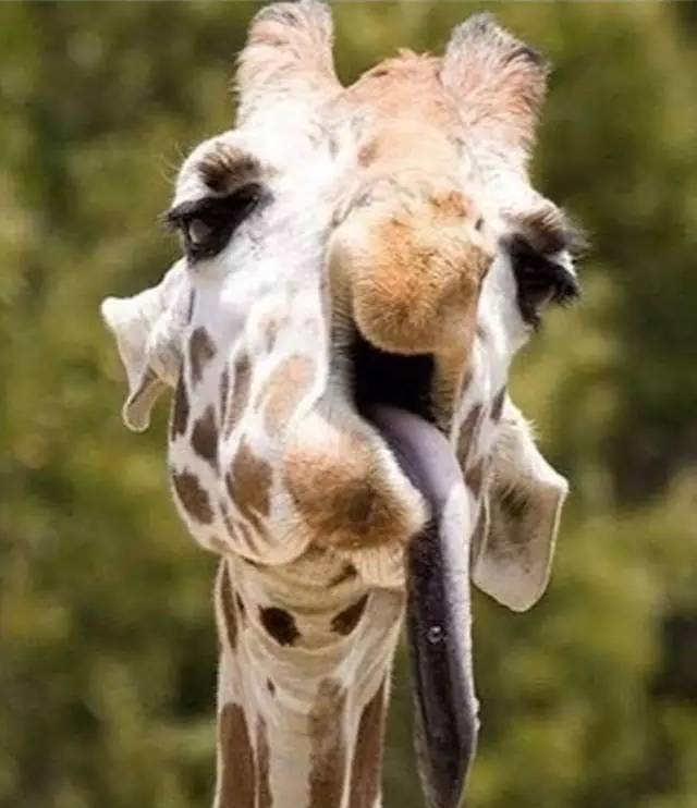 ▼约60厘米,据说能舔到自己耳朵里面长颈鹿不仅脖子长,舌头也长那树獭