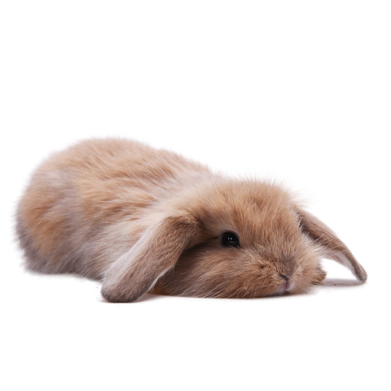 你养的兔子不是兔子 关于兔子你不知道的秘密 肆养上新 肆养 微信公众号文章阅读 Wemp