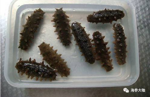 海参出现了这几种情况，是你发泡过程出了错！