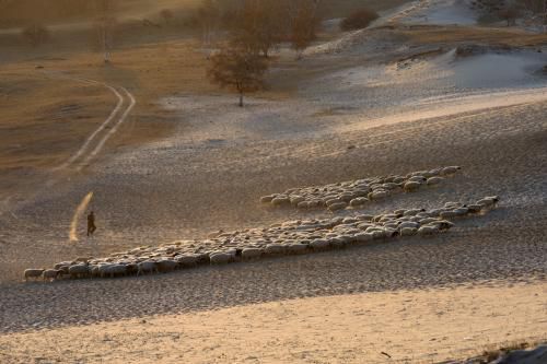 告“抄袭”花粥做号露露们，内容创业赛道的得利者，也是牺牲品