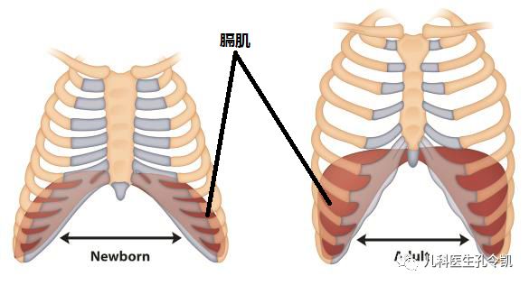 己思 肋骨外翻是什么 与缺钙有关吗