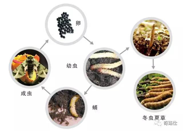 奇路氏纯野生冠军虫草,阿姐都说好的虫草,铁盒版强势上市!