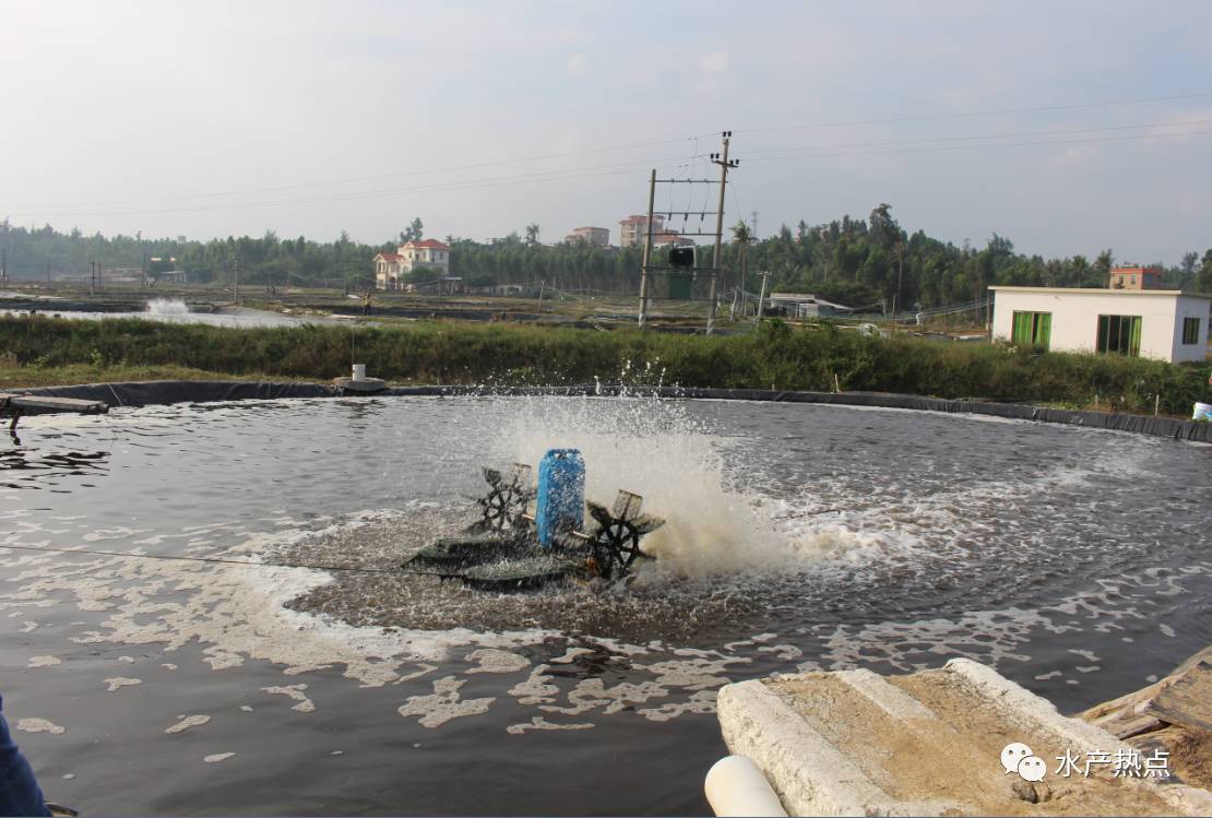 对虾产业报告丨粤西小型虾塘精养大规格虾,每亩利润高达10万