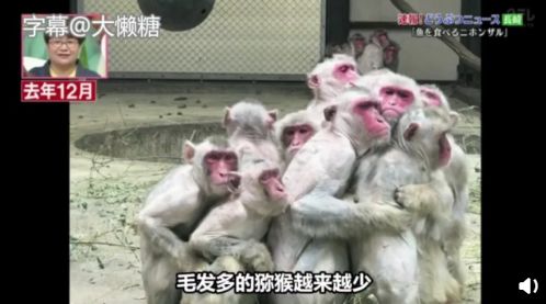 这种食物可以改善你的脱发，很多人想不到