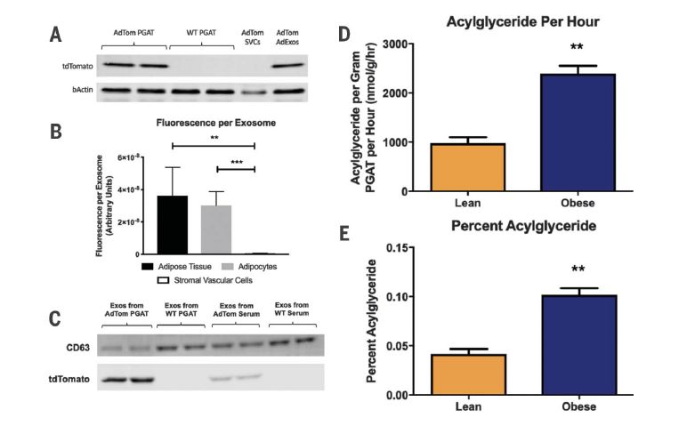 Science 脂肪细胞脂质释放和免疫调节的非脂肪酶依赖性途径 针灸最前沿 微信公众号文章阅读 Wemp