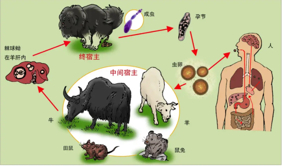 人类主要通过食用被虫卵污染的食物和水等经消化道感染.