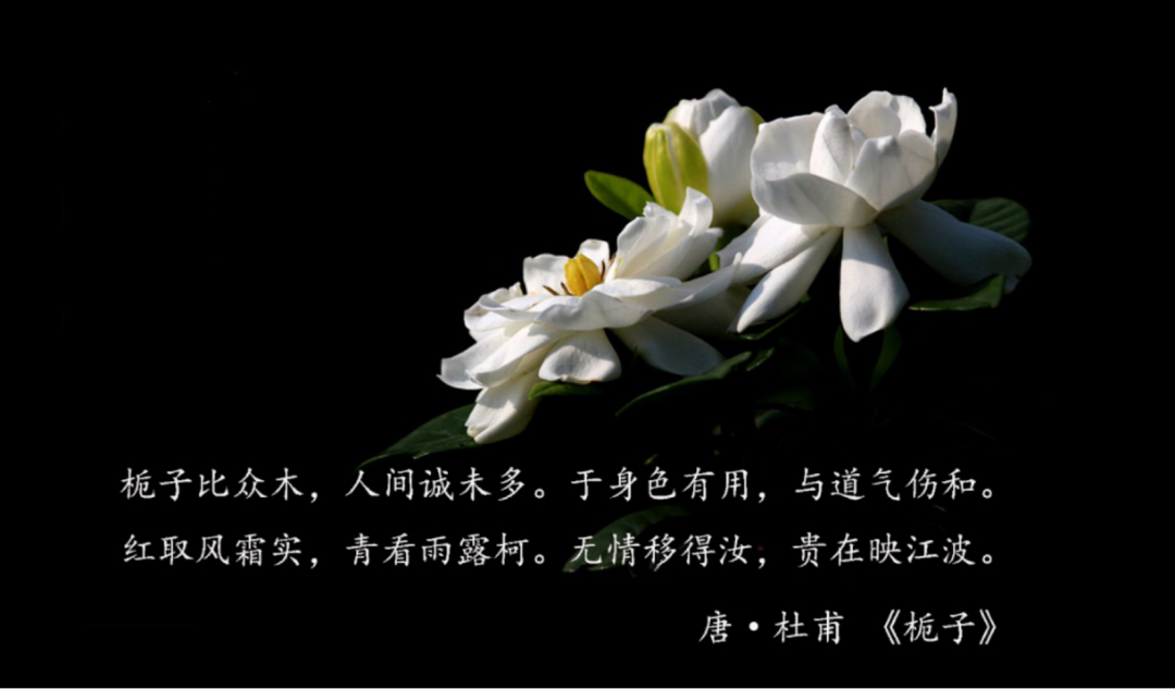 诗圣杜甫对栀子花作了客观中肯的评价,对花的美与实用娓娓道来,诗意