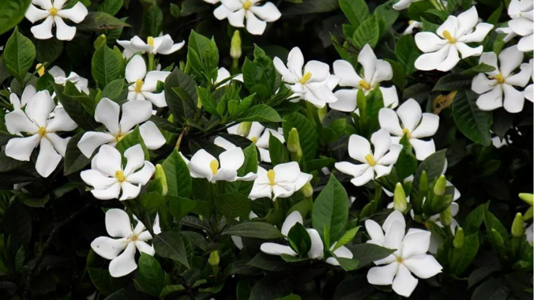 玉质自然无暑意花中禅客栀子能入诗入画更能入药