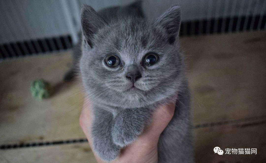 美短起司猫多少钱一只_美国短毛猫起司_什么叫美短起司猫