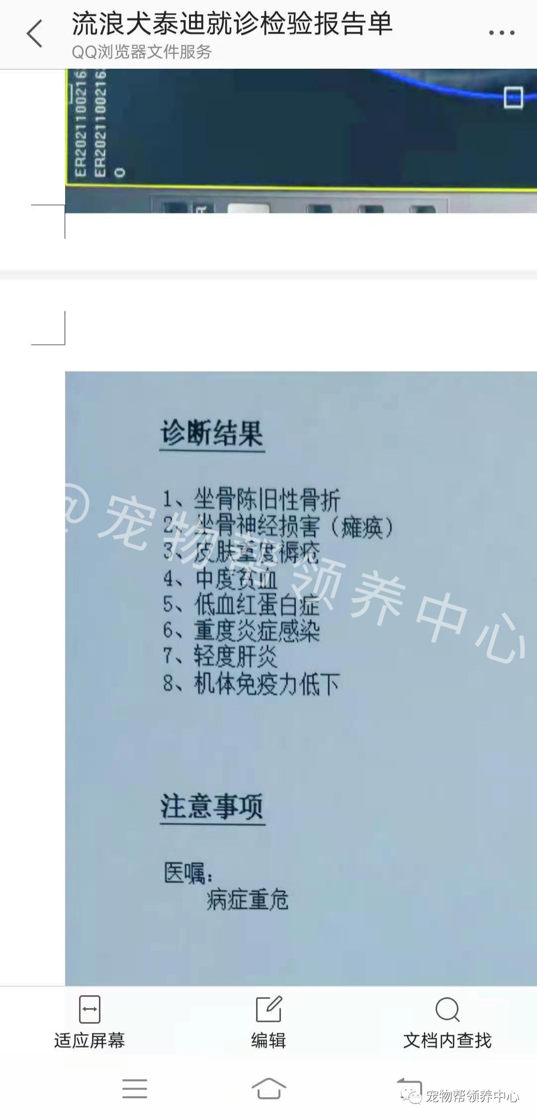 小泰迪车祸后竟遭抛弃 拖着伤爬行 被救后闪亮大眼睛惊艳众人 全网搜
