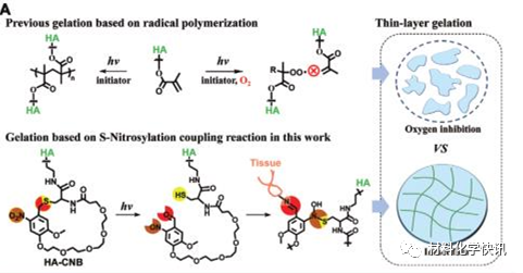 壳聚糖创伤敷料怎么样创面敷料、骨缺损、肌腱损伤、口腔黏膜、心肌梗死……多场景生物医用水凝胶材料定制上线！_https://www.jmylbn.com_新闻资讯_第24张