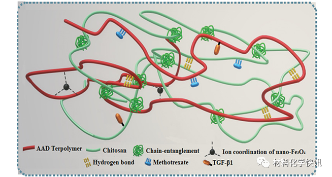 壳聚糖创伤敷料怎么样创面敷料、骨缺损、肌腱损伤、口腔黏膜、心肌梗死……多场景生物医用水凝胶材料定制上线！_https://www.jmylbn.com_新闻资讯_第21张