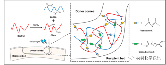 壳聚糖创伤敷料怎么样创面敷料、骨缺损、肌腱损伤、口腔黏膜、心肌梗死……多场景生物医用水凝胶材料定制上线！_https://www.jmylbn.com_新闻资讯_第27张
