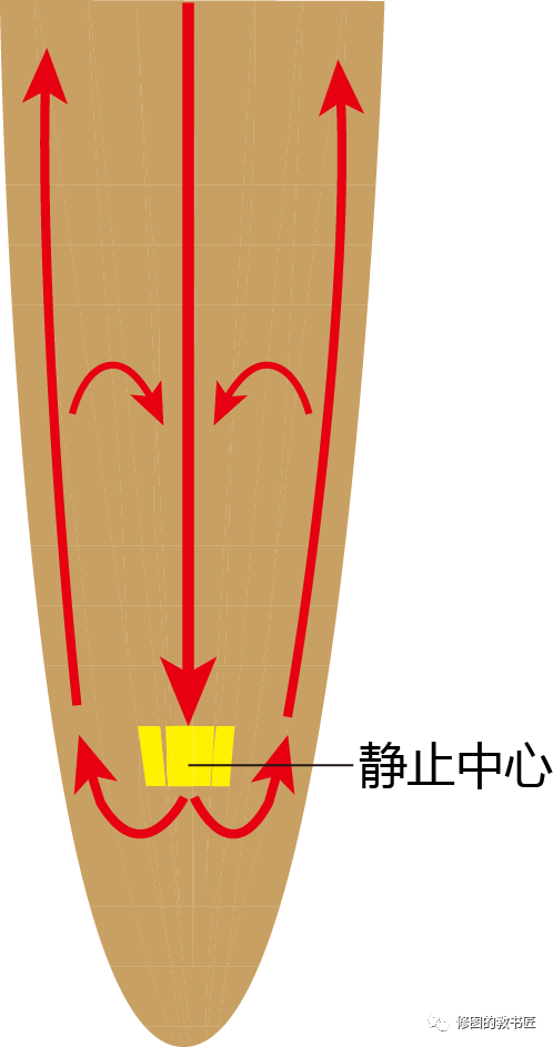 生物中心揭示rab8d维持植物主根发育新机制 中心要闻 新闻中心 新闻动态 山东省农业科学院生物技术研究中心