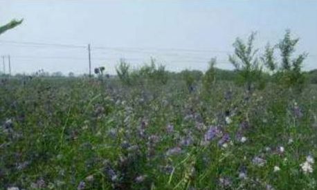 视频 测试华林紫花苜宿的碱性 震惊了所有人 自由微信 Freewechat