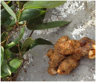 土茯苓土茯苓為百合科植物光葉菝葜的乾燥根莖.