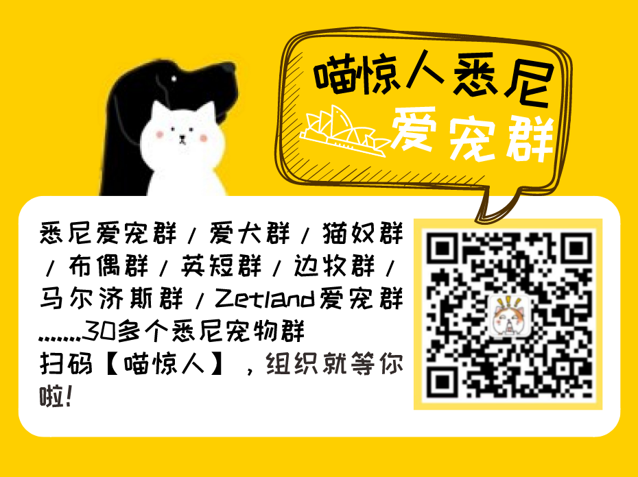 【宠物】悉尼遛狗圣地！最适合带狗狗走的徒步路线，绝美景色，铲屎官们再也不用烦恼了（组图） - 27