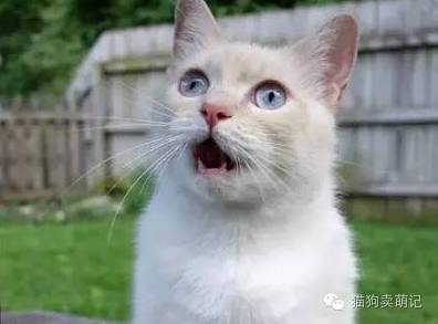 这只猫在ins上人气相当高！是只萌点满分的小短腿！