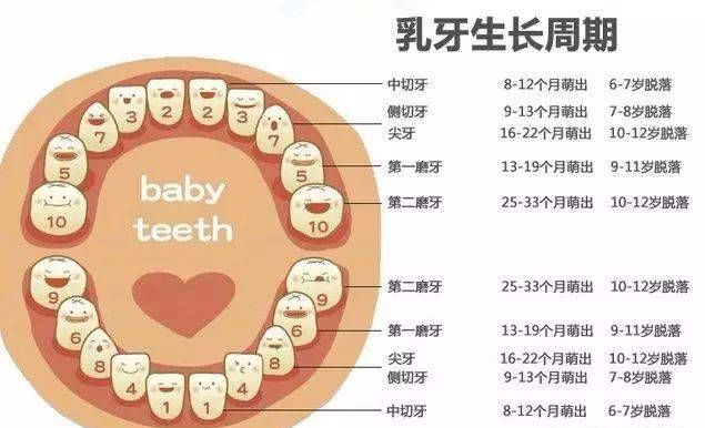 美和口腔科普六龄齿窝沟封闭保护最强大的四颗牙