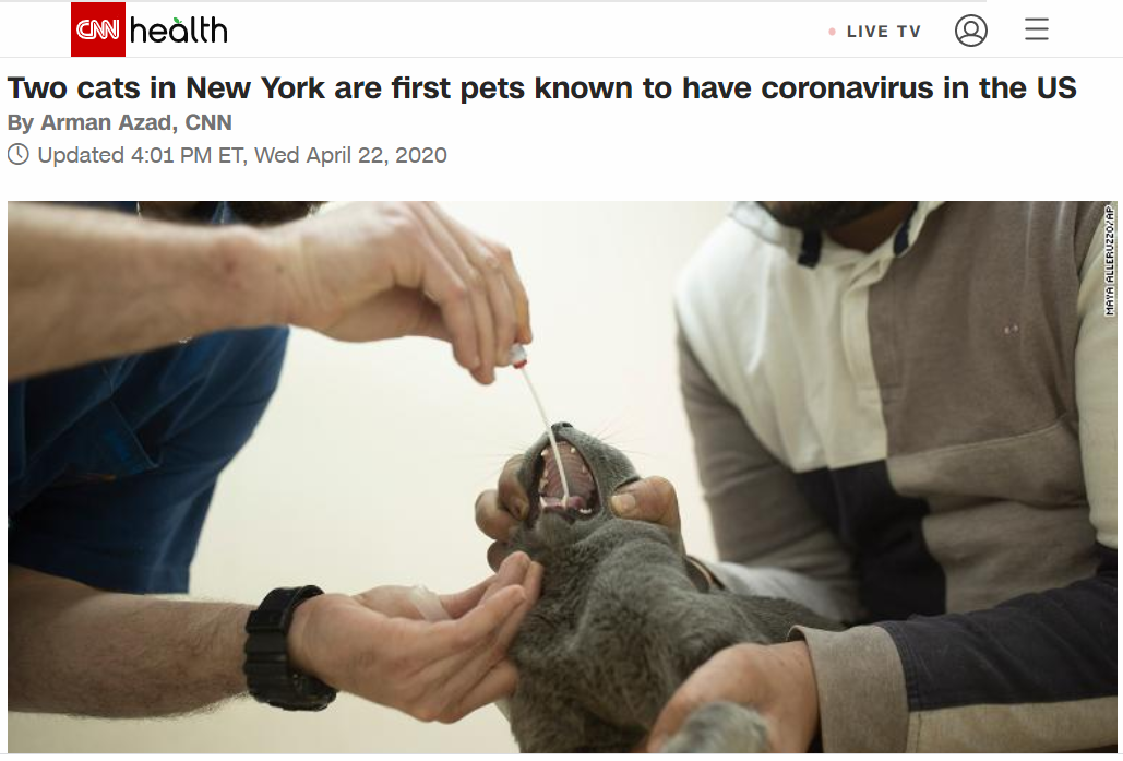 美国首次发现宠物感染新冠病毒 主人并未感染（图） - 1