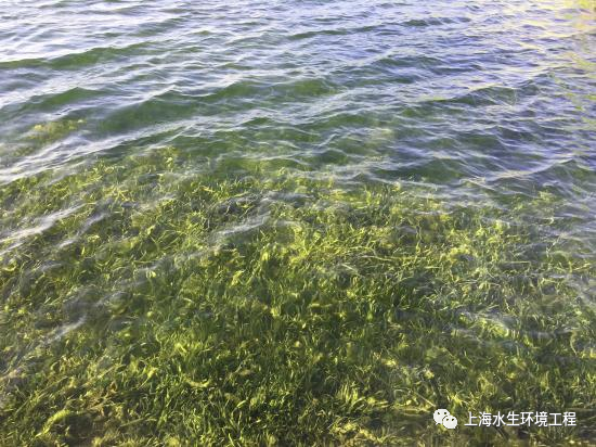 爱岗敬业，优秀班组！——上海之鱼维护班组(图3)