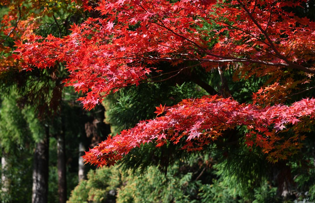 C线 日本琵琶湖红叶摄影观光8天 太阳风旅游 微信公众号文章阅读 Wemp