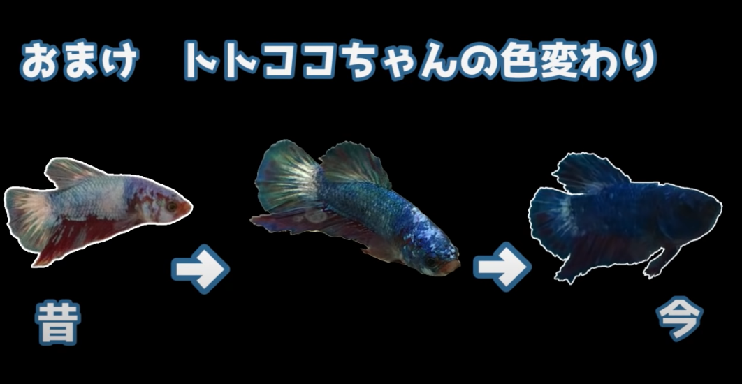 中国斗鱼寿命_斗鱼寿命_斗鱼的平均寿命