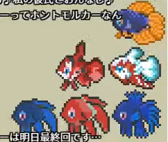 中国斗鱼寿命_斗鱼的平均寿命_斗鱼寿命