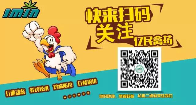 16000羽大肉食雞因支氣管栓塞每天傷亡350多只,看億民中獸藥專家如何5天降低傷亡