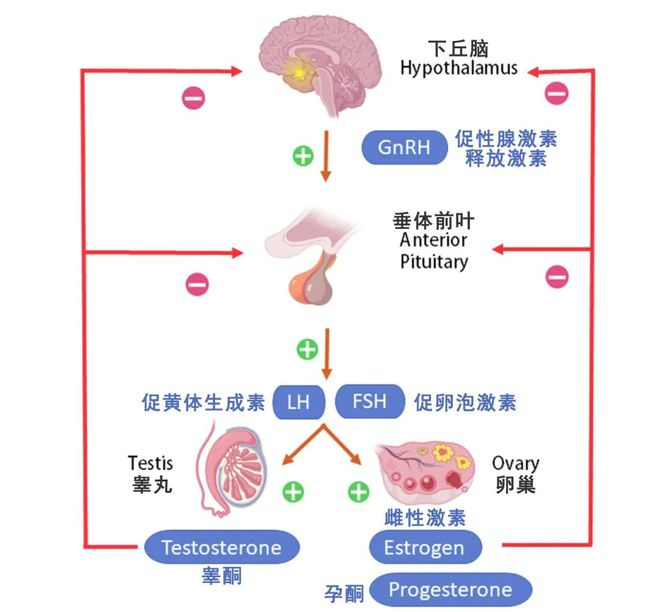 八成女性卵巢早衰都是因为这五件不起眼的小事！